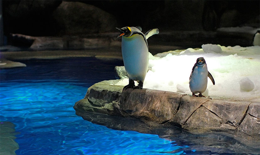 Penguins at zoo