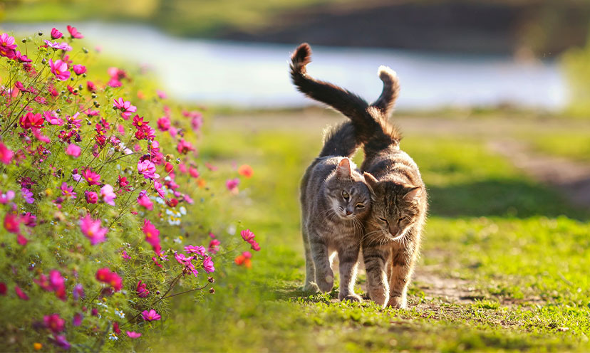 Cats walking together outdoors and cuddling